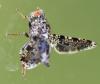 Callopistromyia annulipes